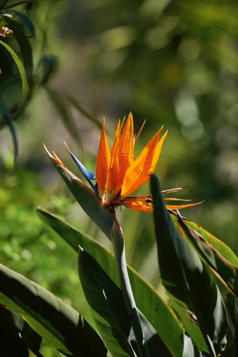 Fleur exotique dans le jardin du Winter Palace